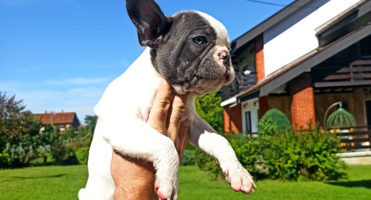 French Bulldog