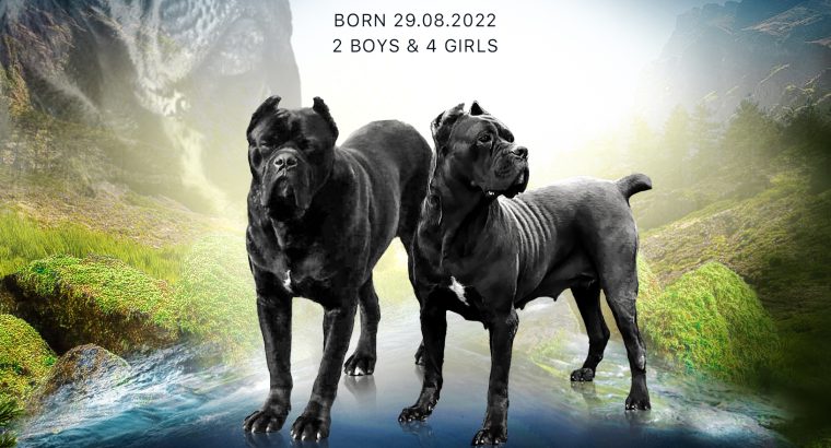 Cane Corso puppies