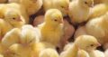 Price-list for day old chicks and pault BROILER Zartech- 650 Agri