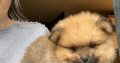 pom puppies