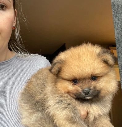 pom puppies