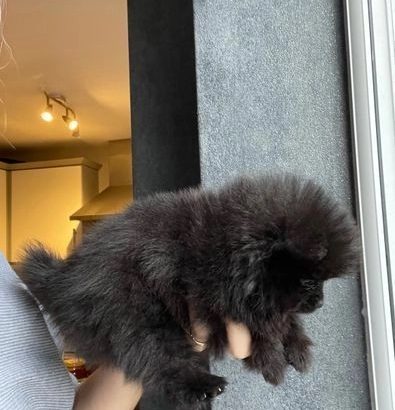 pom puppies