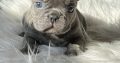 French Bulldog puppies for sale