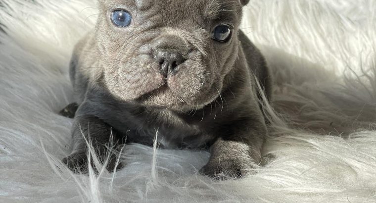 French Bulldog puppies for sale