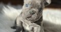 French Bulldog puppies for sale