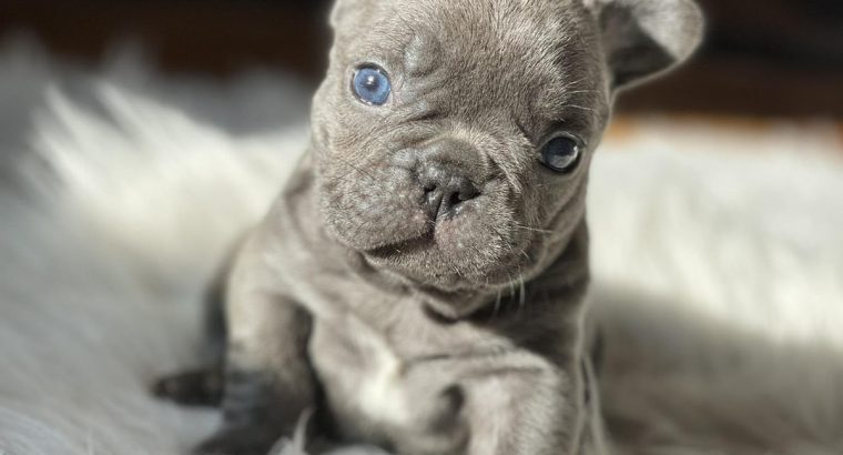French Bulldog puppies for sale