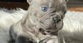 French Bulldog puppies for sale