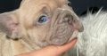 French Bulldog puppies for sale