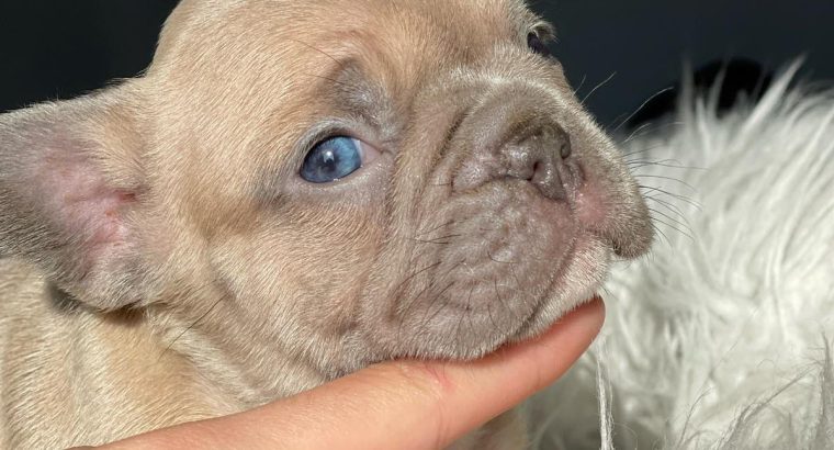French Bulldog puppies for sale
