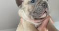 French Bulldog puppies for sale
