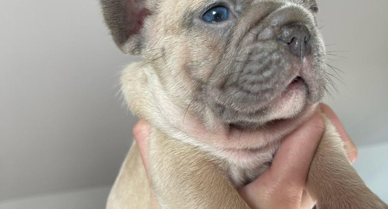 French Bulldog puppies for sale