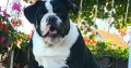 English Bulldog Puppies for sale