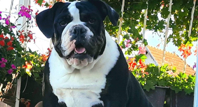 English Bulldog Puppies for sale