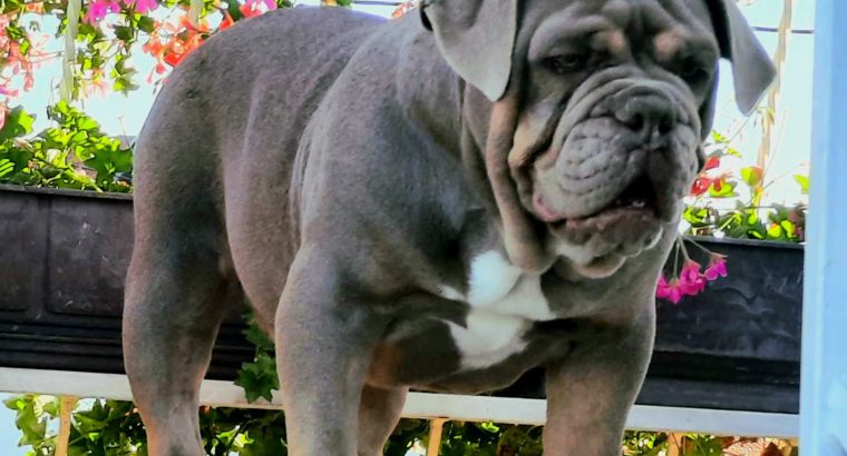 English Bulldog Puppies for sale