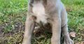 Pitbull Blueline Lilac Puppies