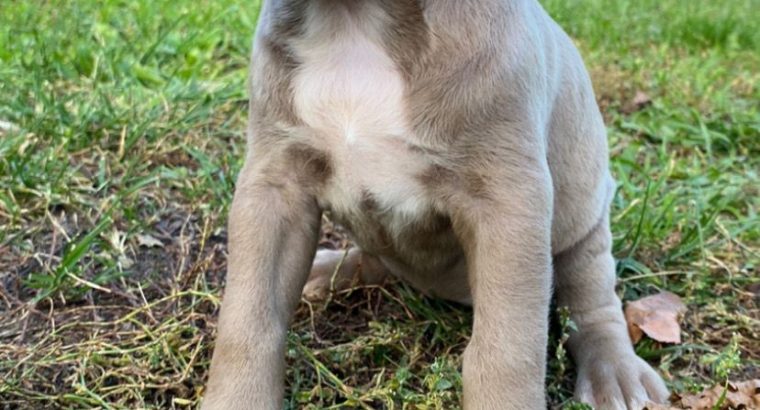 Pitbull Blueline Lilac Puppies