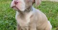 Pitbull Blueline Lilac Puppies