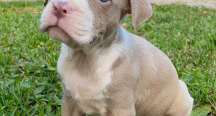 Pitbull Blueline Lilac Puppies