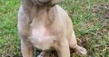 Pitbull Blueline Lilac Puppies