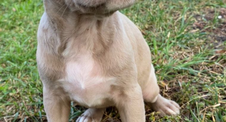 Pitbull Blueline Lilac Puppies
