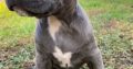 Pitbull Blueline Lilac Puppies