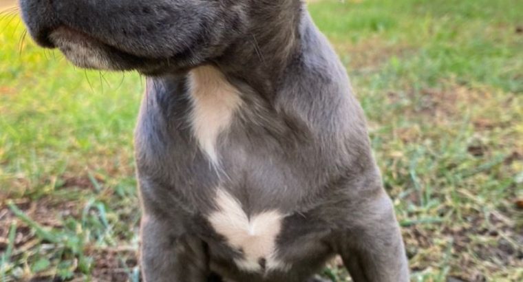 Pitbull Blueline Lilac Puppies