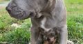 Pitbull Blueline Lilac Puppies