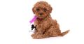 Miniature Poodle puppies for sale