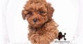 Miniature Poodle puppies for sale