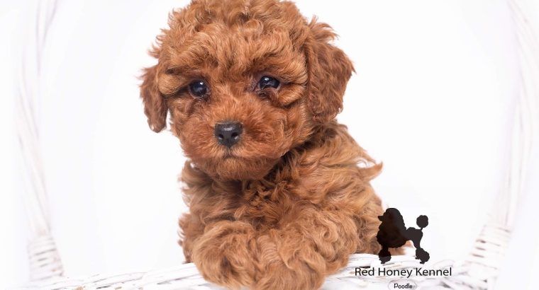 Miniature Poodle puppies for sale