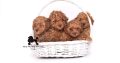 Miniature Poodle puppies for sale