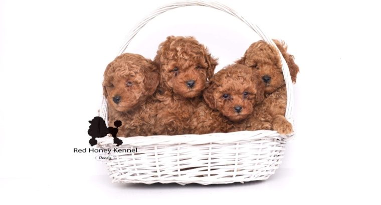 Miniature Poodle puppies for sale