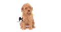 Miniature Poodle puppies for sale