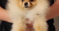 Pomeranian BEAUTIFUL puppies