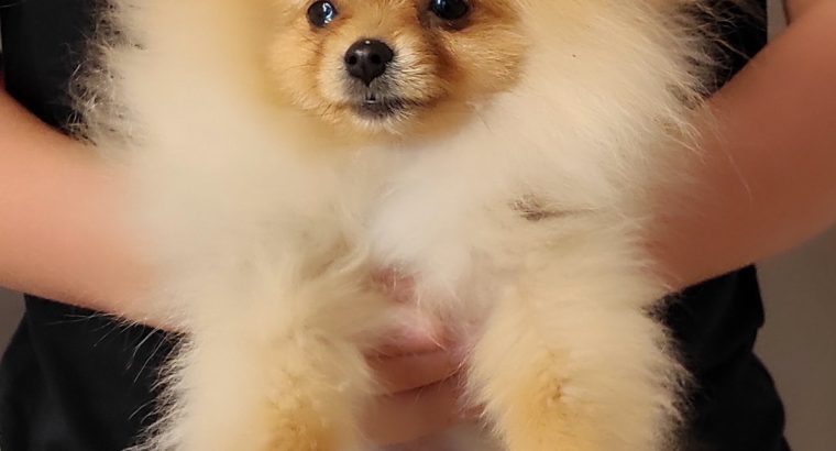 Pomeranian BEAUTIFUL puppies
