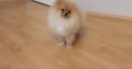 Pomeranian BEAUTIFUL puppies