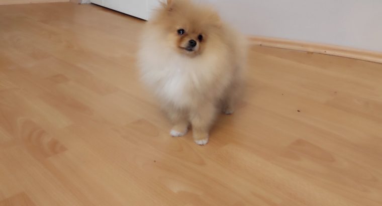 Pomeranian BEAUTIFUL puppies