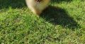 Pomeranian BEAUTIFUL puppies
