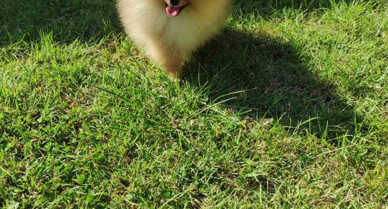 Pomeranian BEAUTIFUL puppies