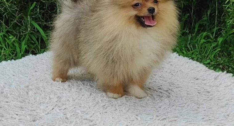 Pomeranian BEAUTIFUL puppies