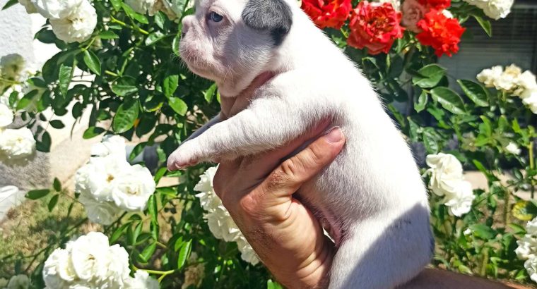 French Bulldog