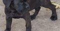 Cane Corso puppies