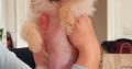 Pomeranian Spitz puppies