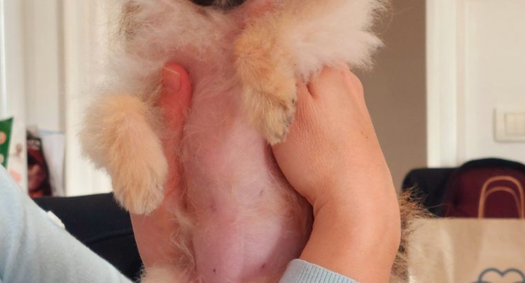 Pomeranian Spitz puppies