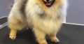Pomeranian Spitz puppies