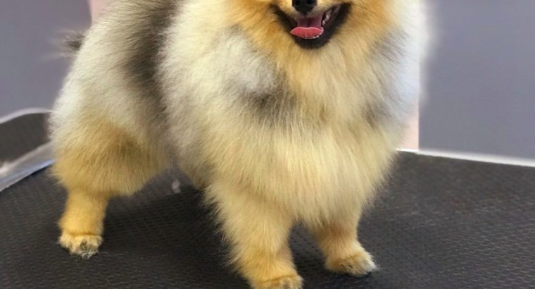 Pomeranian Spitz puppies