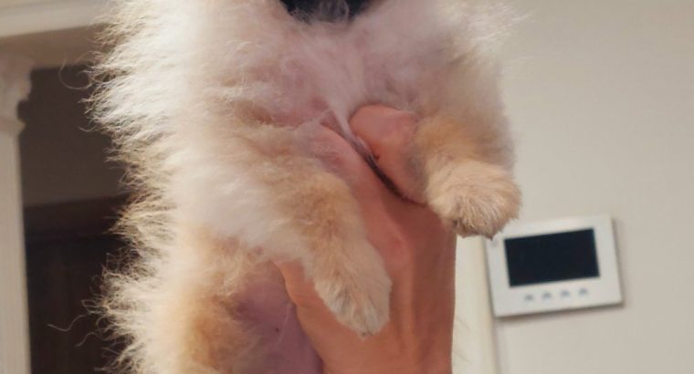 Pomeranian Spitz puppies