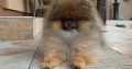 Poodle and Pomeranian Spitz puppies