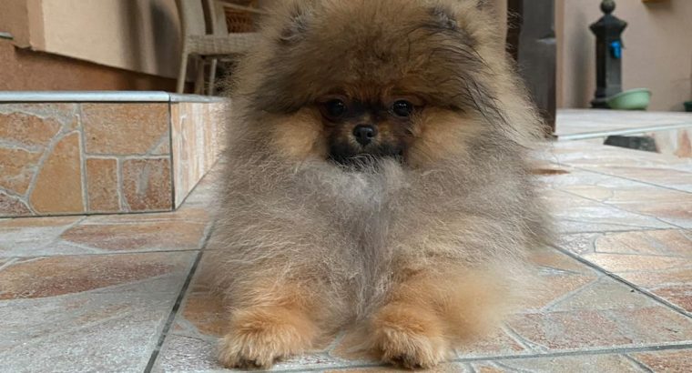 Poodle and Pomeranian Spitz puppies
