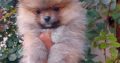 Poodle and Pomeranian Spitz puppies
